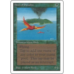 Birds of Paradise