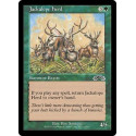 Jackalope Herd