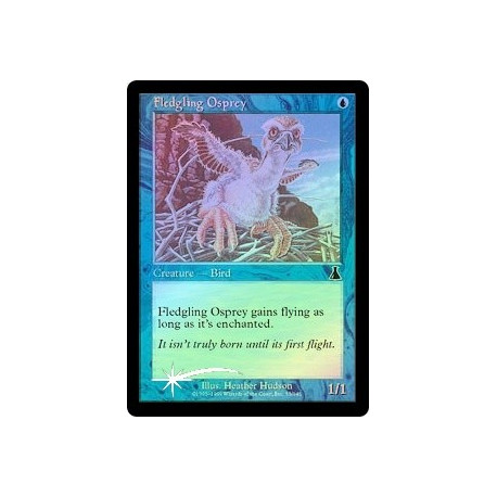 Fledgling Osprey - Foil
