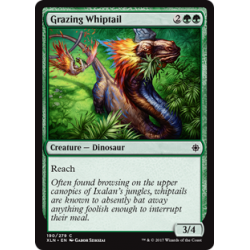 Grazing Whiptail