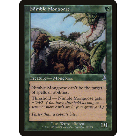 Nimble Mongoose