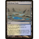 Bassins calciformes - Foil